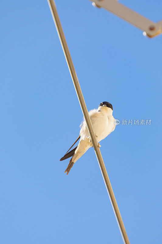 谷仓燕子(Hirundo rustica)靠近。躺在破衣架上